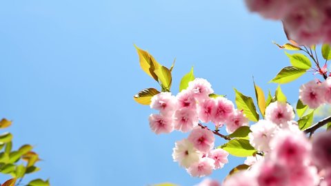 Beautiful flowering tree branches against the blue sky. Japanese cherry blossom, sakura, sun rays through branches. Natural floral Spring background. Lush flowering tree in the park 