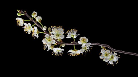 4K Time Lapse of flowering white flowers of cherry plum on tree branch isolated on background. Spring time-lapse of opening flowers of wild plum, close-up.
