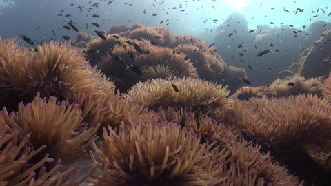 The camera zooms in slowly from below to the sea anemones. Sunny day and not big waves 