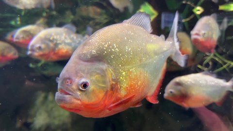 Piranhas with a red-orange belly floating in the water against a background of greenery and stones, standing piranhas. Close-up. Fish of the world ocean