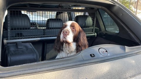 English springer spaniel sitting in the back of an open-top car. Breed of hunting dogs