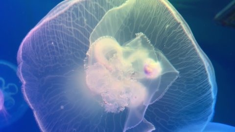 Aurelia jellyfish swims in colored water, colorful underwater pictures, aquarium. There are many jellyfish living in the tropical waters of the Indian, Pacific and Atlantic Oceans