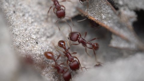 Ants working together moving and carrying items into a colony entrance