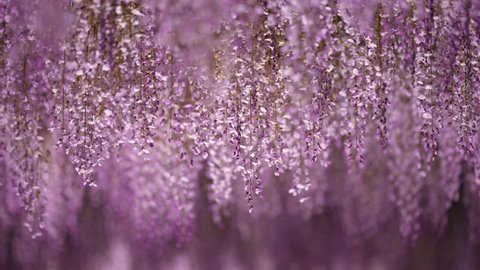 Video footage of illuminated wisteria flowers
