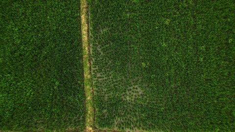 Drone filming straight down and rising.Top view bird's eye aerial drone,Flight over the Green rice field.4K