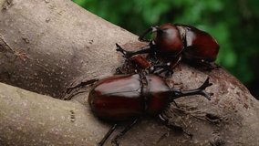 4K slow motion video of male beetles fighting each other for sap.
4K 120fps edited to 30fps.