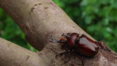 4K slow motion video of a beetle licking sap.