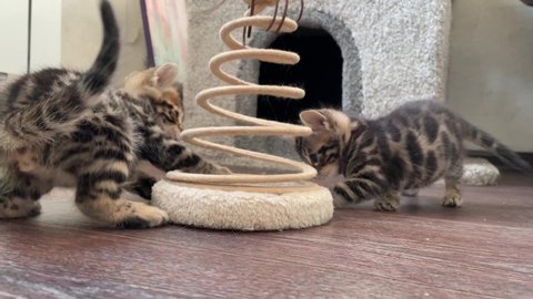 Bengal kittens playing with cat's toy