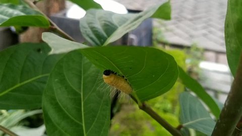 a yellow caterpillar under a green leaf in the garden
