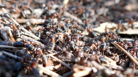 Spring revival of Red ants (Formica rufa). Masses of ants have climbed out on sunny day on top of anthill and are warming up body to return inside and increase temperature of anthill