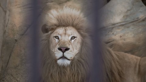 Big white lion in a zoo cage. The poachers caught the lion. Calm and big king of the beast. The huge cat is the star of the zoo. A fierce growl. Beautiful mane. Predatory look.