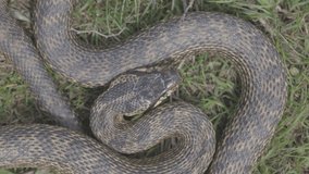 Big Blotched snake in the grass, latin name Elaphe sauromates. Meeting with a snake, the protective behavior of a snake. Slow motion 120 fps, ProRes 422, 10 bit, ungraded C-LOG video.
