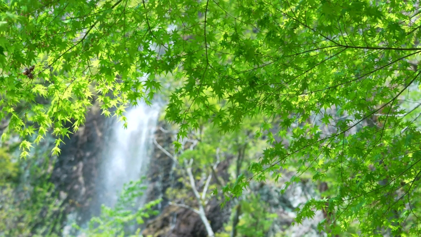 4K video of beautiful fresh green and waterfall in early summer Royalty-Free Stock Footage #1089618883