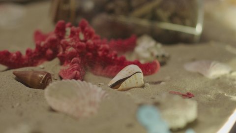 Seashells and red starfish lying on the sand . Wind blows , sand rising up . Summer holidays , beach , sea tourism concept or theme . Message or letter inside bottle . Slow motion close-up