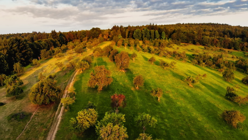 Aerial footage of trees on a meadow at sunrise, casting long shadows in the beautiful warm light, the camera moving towards the forest on the horizon
