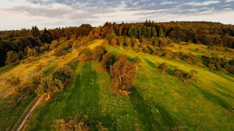 Aerial footage of trees on a meadow at sunrise, casting long shadows in the beautiful warm light, the camera moving towards the forest on the horizon
