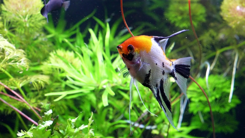 Pterophyllum scalare, most commonly referred to as angelfish or freshwater angelfish, is the most common species of Pterophyllum kept in captivity. (Altum Angel) | Shutterstock HD Video #1089621403