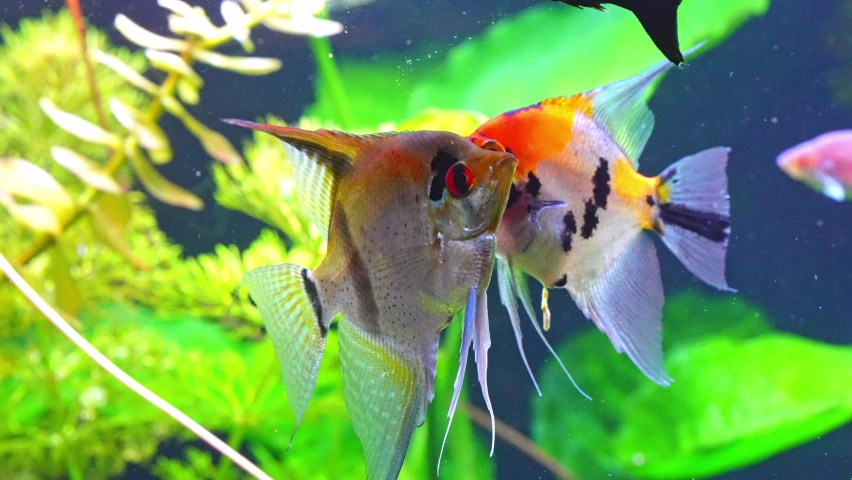 Pterophyllum scalare, most commonly referred to as angelfish or freshwater angelfish, is the most common species of Pterophyllum kept in captivity. (Altum Angel) | Shutterstock HD Video #1089621411