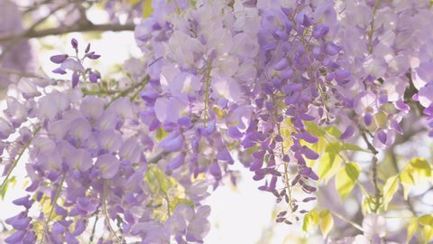 wisteria flowers. Purple fragrant flowers on a tree . The time of spring and flowering. Sun glare through wisteria branches, selective focus and beautiful bokeh. High quality 4k footage