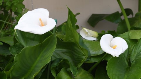 Blooming plants of Calla in a garden. Calla is a genus of flowering plant in the family Araceae