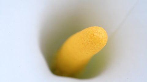 Extreme closeup on the pistil of beautiful Flower of Calla in spring. Calla is a genus of flowering plant in the family Araceae