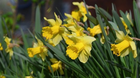 daffodils in a garden. Yellow daffodils bloom in the garden or park. Concept of spring season arrival with sun and warm days. April Easter flowers sway in the wind. selective focus.