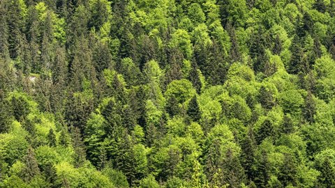 Footage of Mixed Forest From Above. Ukrainian Carpathians Forest in Summer Sunny Day. Top View Green Forest Landscape. Green Forest Pattern. Natural Green Background. 