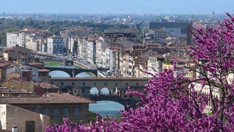 Florence, flowering judas tree with the famous Old Bridge "Ponte Vecchio" over the Arno river on background. Spring season. Italy