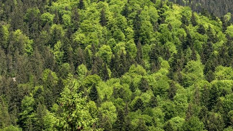 Top View Green Forest Landscape. Aerial view over a mixed forest in summer. Natural forest background panorama. Mixed forest pattern.
Natural green background. Panoramic view.