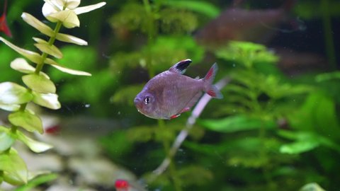 Rosy tetra (Hyphessobrycon rosaceus) Fish