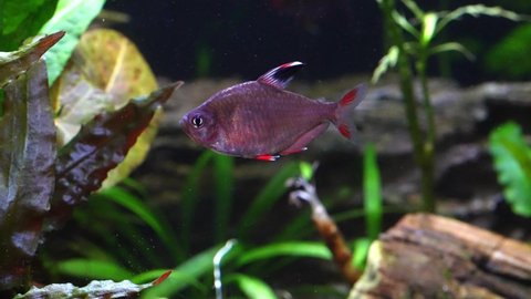 Rosy tetra (Hyphessobrycon rosaceus) Fish