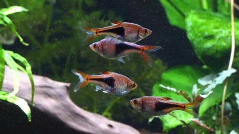 Red Rasbora Harlequin Rasbora Fish