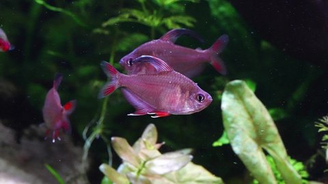 Rosy tetra (Hyphessobrycon rosaceus) fish