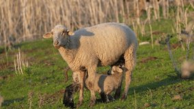 lamb suckling a sheep nature 