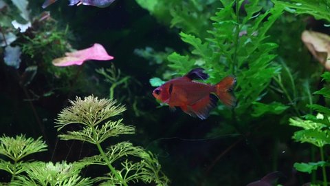 Red phantom tetra Fish aqua