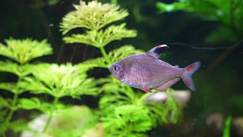 Rosy tetra (Hyphessobrycon rosaceus) fish