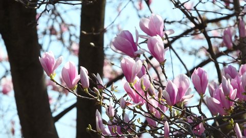 Pink blooming magnolia tree. Close up of magnolia blossoms in the spring season.