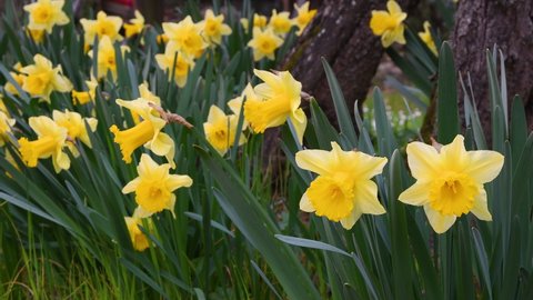 Daffodils in a garden sways in the wind. Yellow daffodils bloom in the garden or park. Concept of spring season arrival with sun and warm days. April Easter flowers sway in the wind