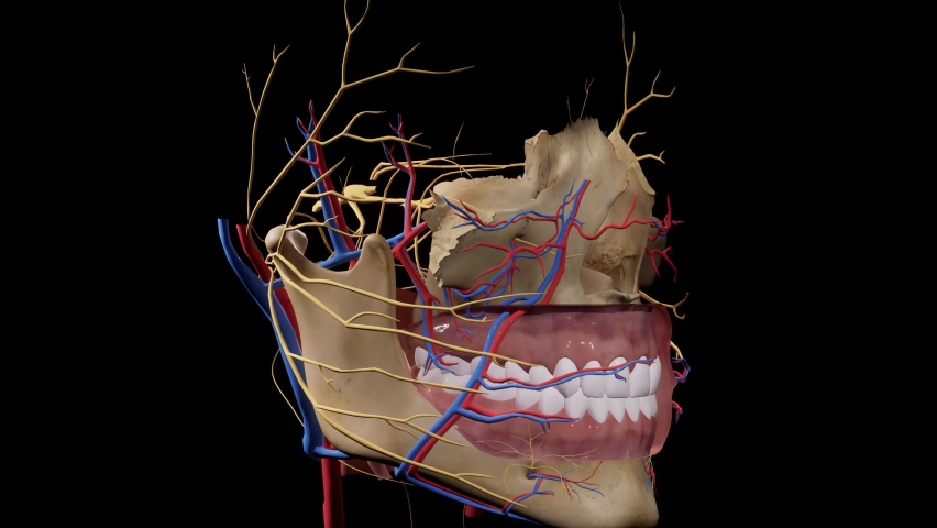 Inflammation of the facial nerve. Facial skull. Facial nerves Anatomy of the head. 3d animation