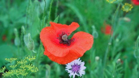 Red poppy flower are swayed by the wind on the garden bed. Slow motion