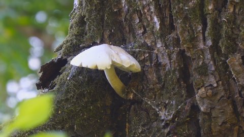 The fungus grows on the trunk of a tree. Camera zooming in