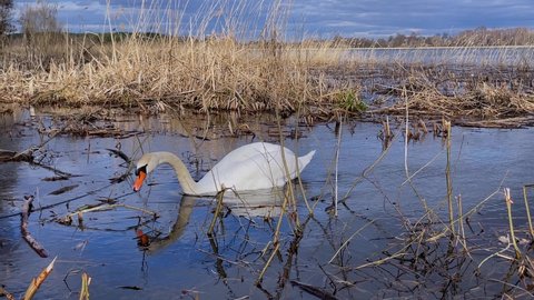 A beautiful large white swan swims on the lake and dips its head into the water in search of food
