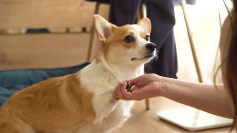 Corgi dog giving paws close-up. Handler playing with golden puppy in living room, woman animal trainer exercising domestic animal at home. Pembroke welsh corgi sitting and waiting command.
