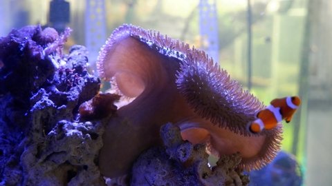 Sarcophyton glaucum move capitulum frag in strong water flow, healthy animal sit on live rock coquina stone, simple hardy species for marine aquarium beginners, blurred pair of young ocellaris clownfi
