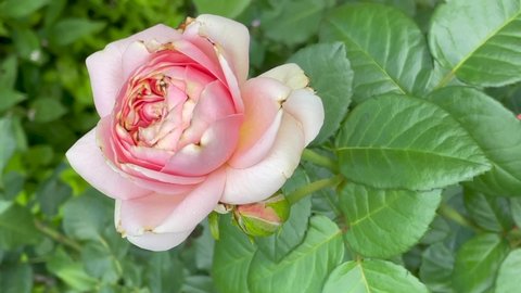 Light pink color Hybrid Tea Rose Aphrodite flowers in a garden in July 2021
