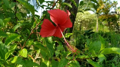 beautiful red hibiscus flower in the city park