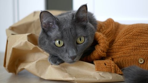 A beautiful gray cat in a pet costume in the form of a skin-colored knitted cardigan lies on a paper bag. The life of cats in cold countries at sub-zero temperatures. Pets under the care of people.