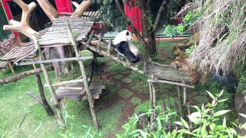 Bogor, west java Indonesia-April 26, 2022 : Panda bear sleep on wood ladders, Safari park, Indonesia