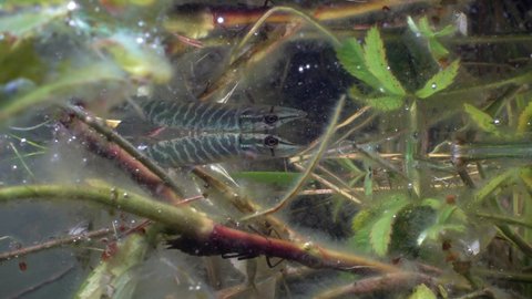 Very young Northern pike (Esox lucius) is looking for prey near the surface in the clear-watered lake in Estonia.