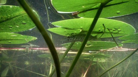 Very young Northern pike (Esox lucius) is looking for prey hiding under yellow water-lily leaf near the surface in the clear-watered lake in Estonia.